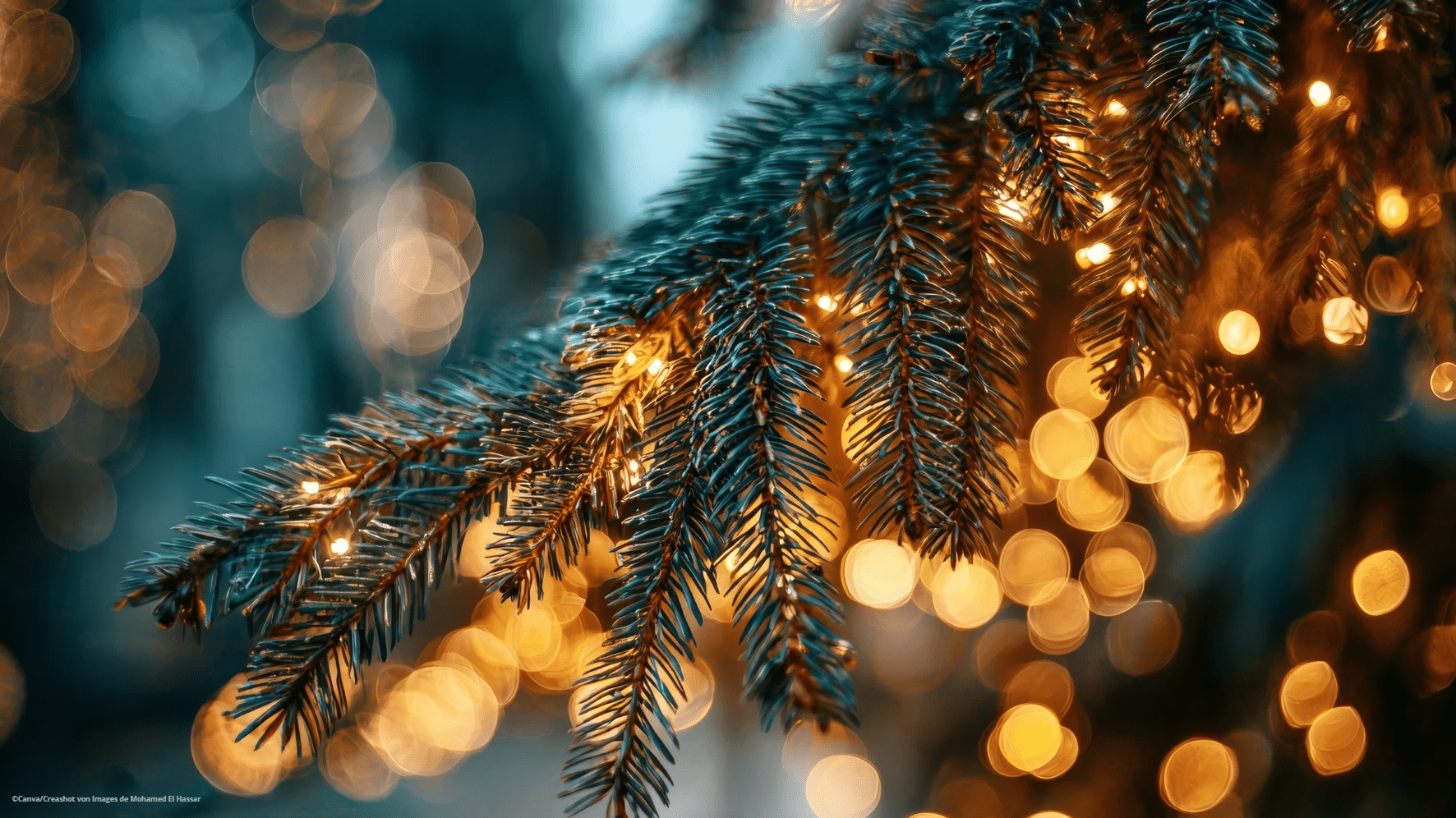 Nahansicht eines Tannenzweiges.